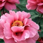 How to grow beautiful peonies in the garden?