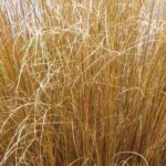 Choose these beautiful grasses all year round!