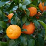 How to successfully graft citrus?