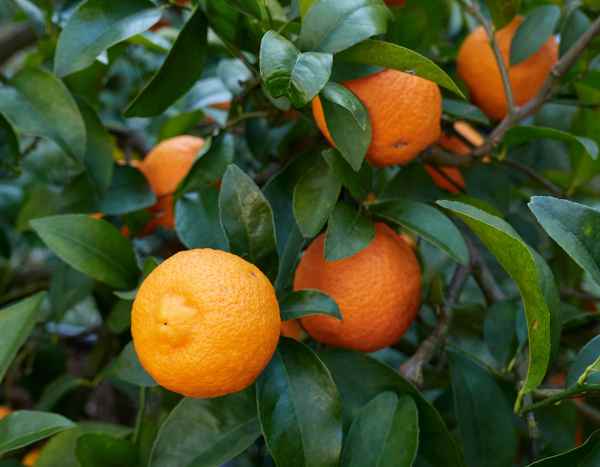 How to successfully graft citrus?