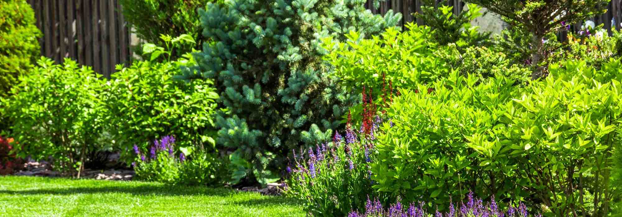 5 design tips for gardens in windy climates