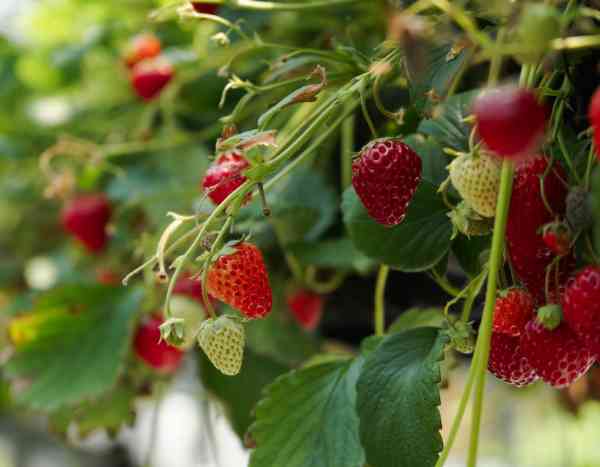 How to plant strawberries in a planter?
