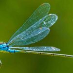 Dragonfly and damselfly: what role do they play in the garden?