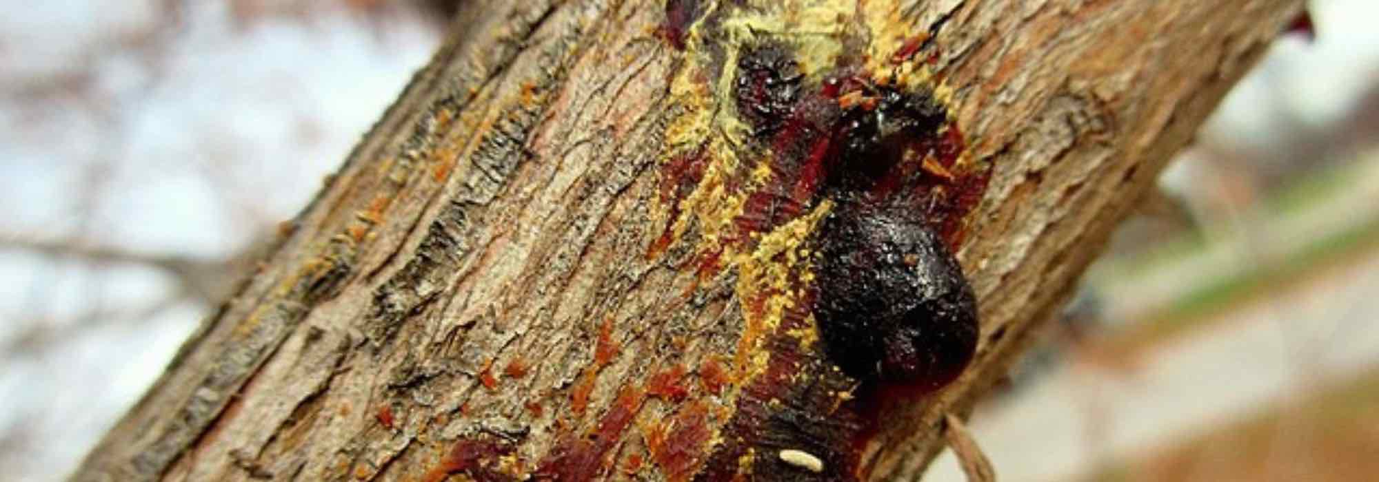 Cypress diseases and pests
