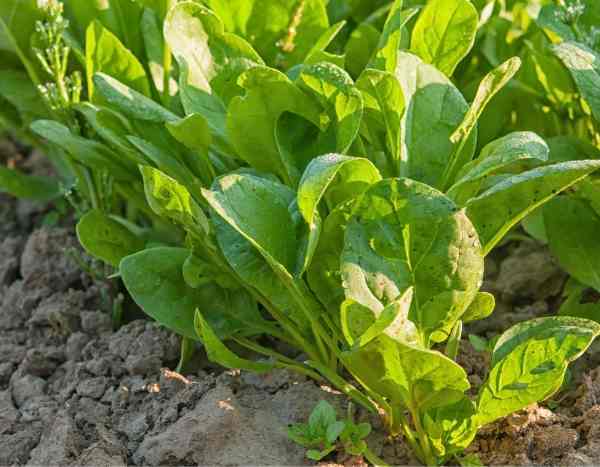 How to divide sorrel in the garden?