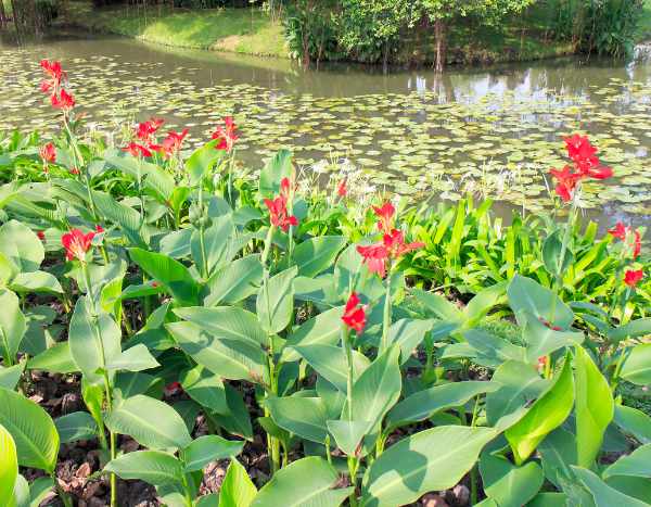 Where and how to plant cannas?