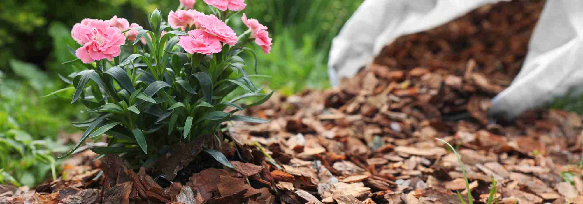 The best mulches for banishing weeds