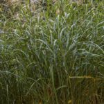 Miscanthus mulch: what are its advantages and disadvantages?