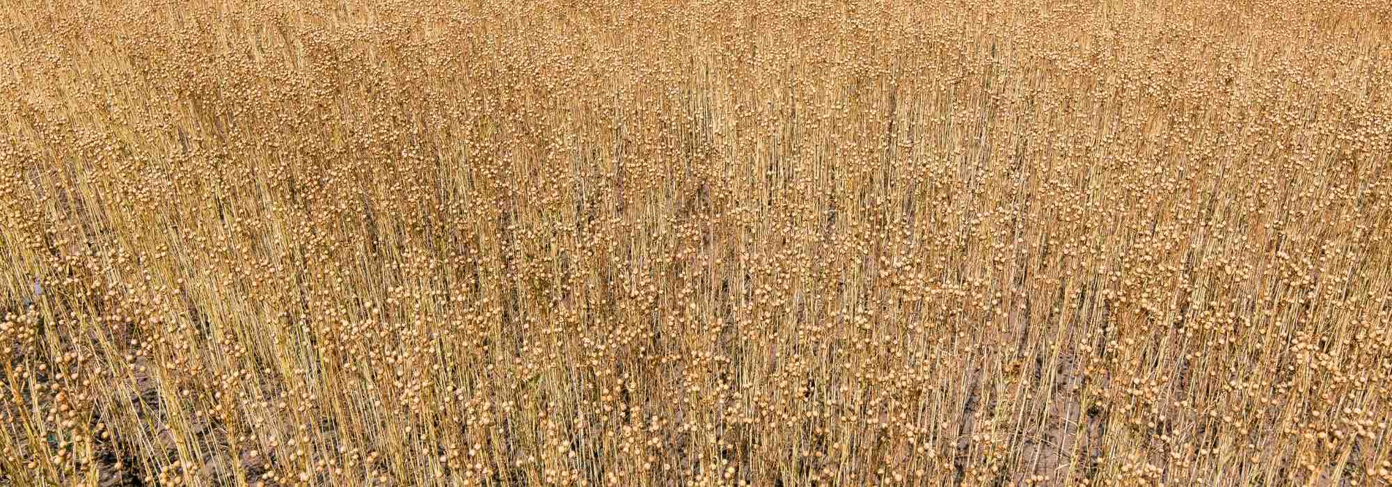 Why choose flax mulch for your garden?