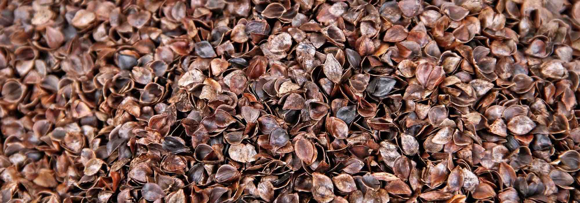 Buckwheat hulls: why choose this mulch for the garden?