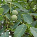 What to plant under a walnut tree?