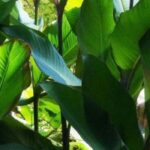 These remarkable plants will make your neighbours jealous!