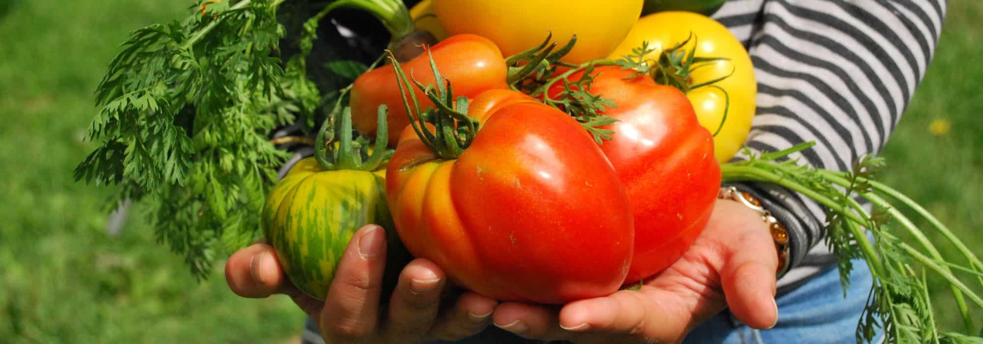 Grow your own vegetable garden: eat healthily and save money.