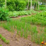 How to create a kitchen garden tailored to your needs?