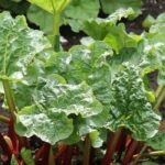 Pest-repellent plants to use as manure and decoction to protect crops.