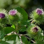 Natural fungicides for use as manure and in decoctions.