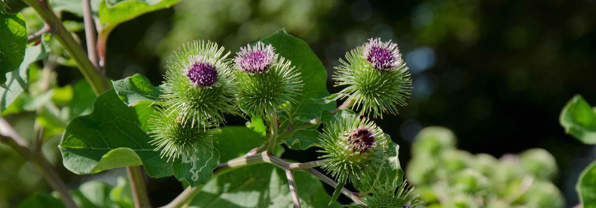 Natural fungicides for use as manure and in decoctions.