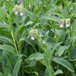 Stimulant plants to be used as manure and as a decoction to boost your crops.