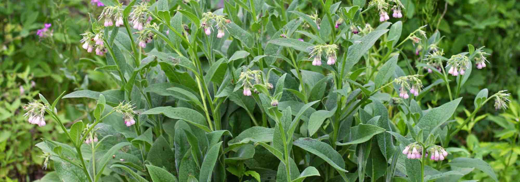 Stimulant plants to be used as manure and as a decoction to boost your crops.