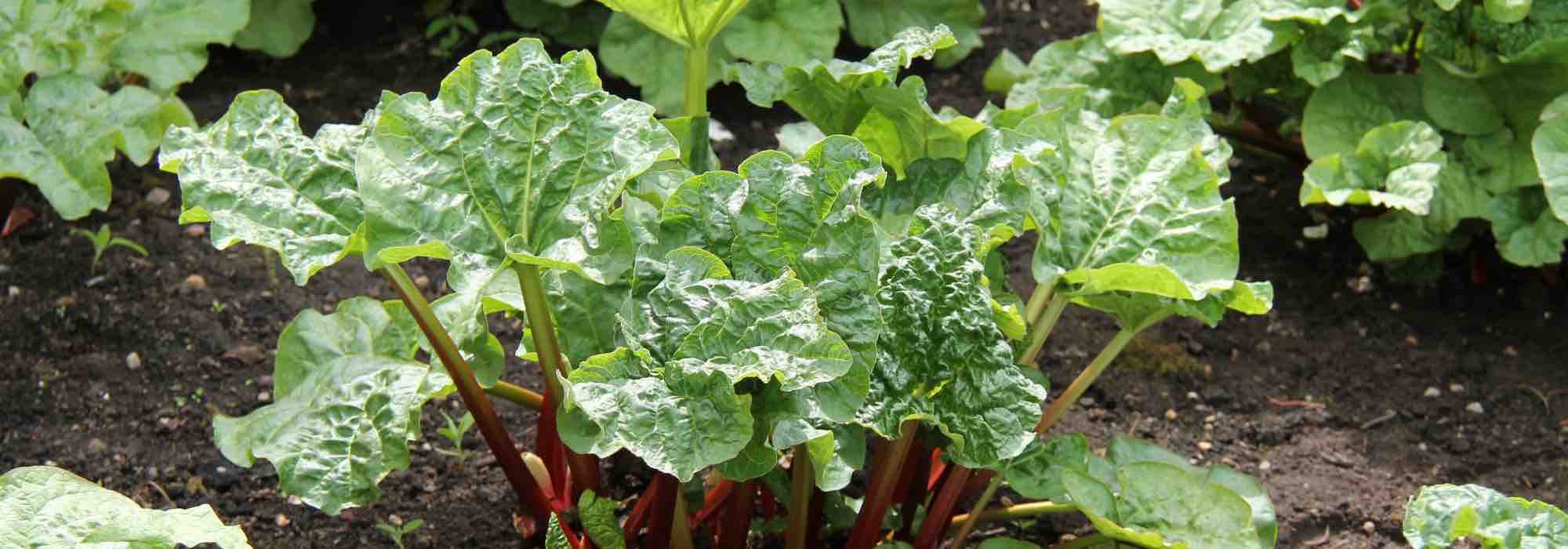Pest-repellent plants to use as manure and decoction to protect crops.