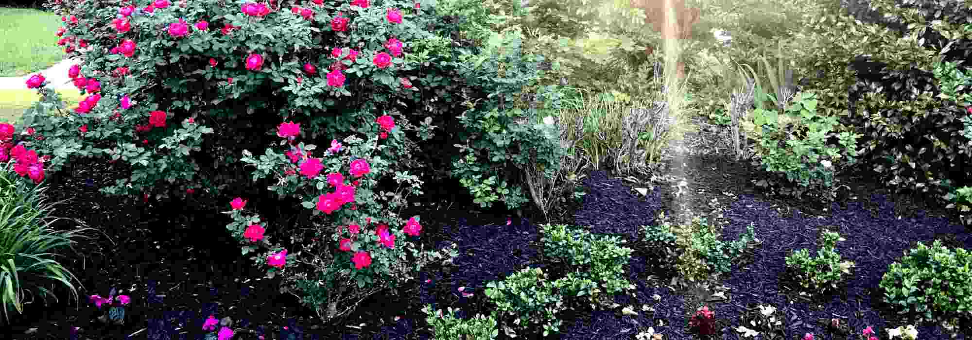 The best mulches for roses: how to choose and apply the right mulch.