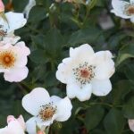 Discover 7 roses loved by pollinators