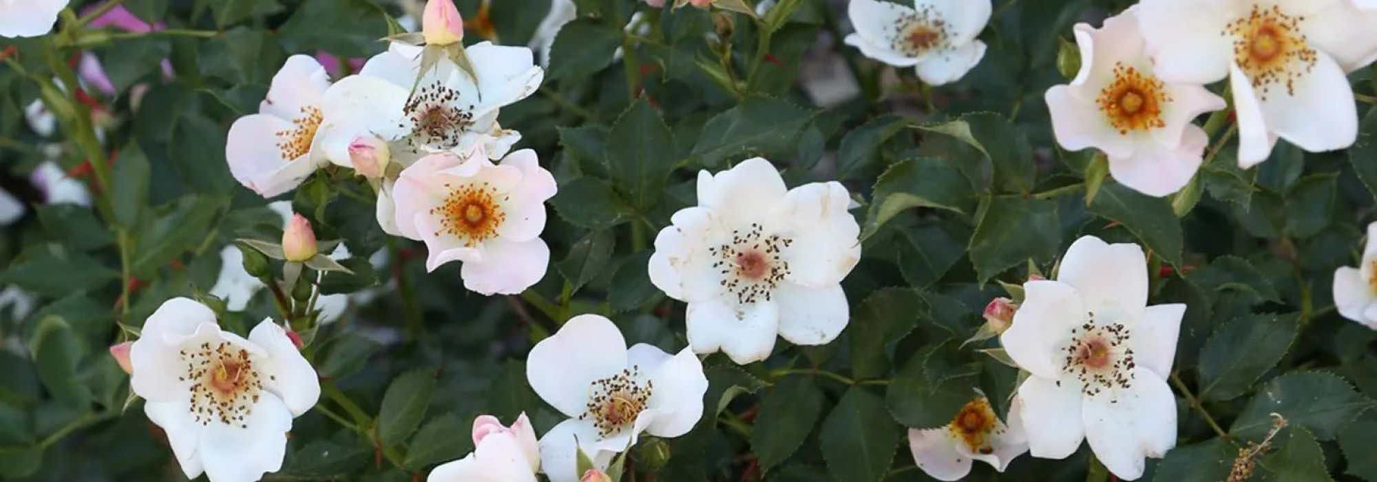 Discover 7 roses loved by pollinators
