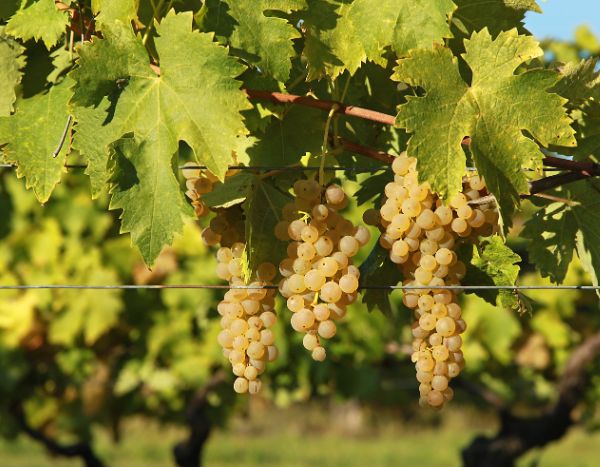How to make a grapevine trellis?