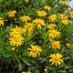 How to propagate Euryops?