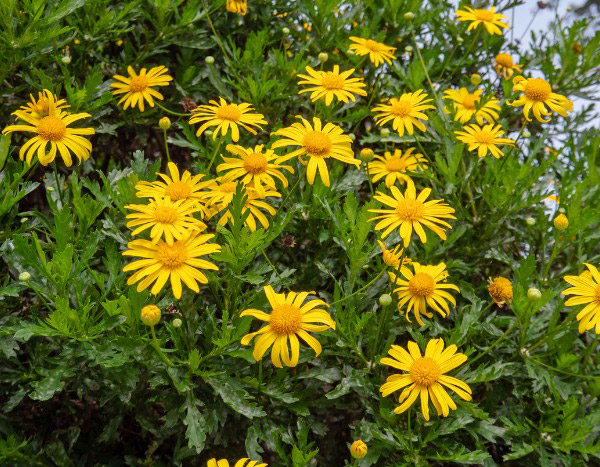 How to propagate Euryops?