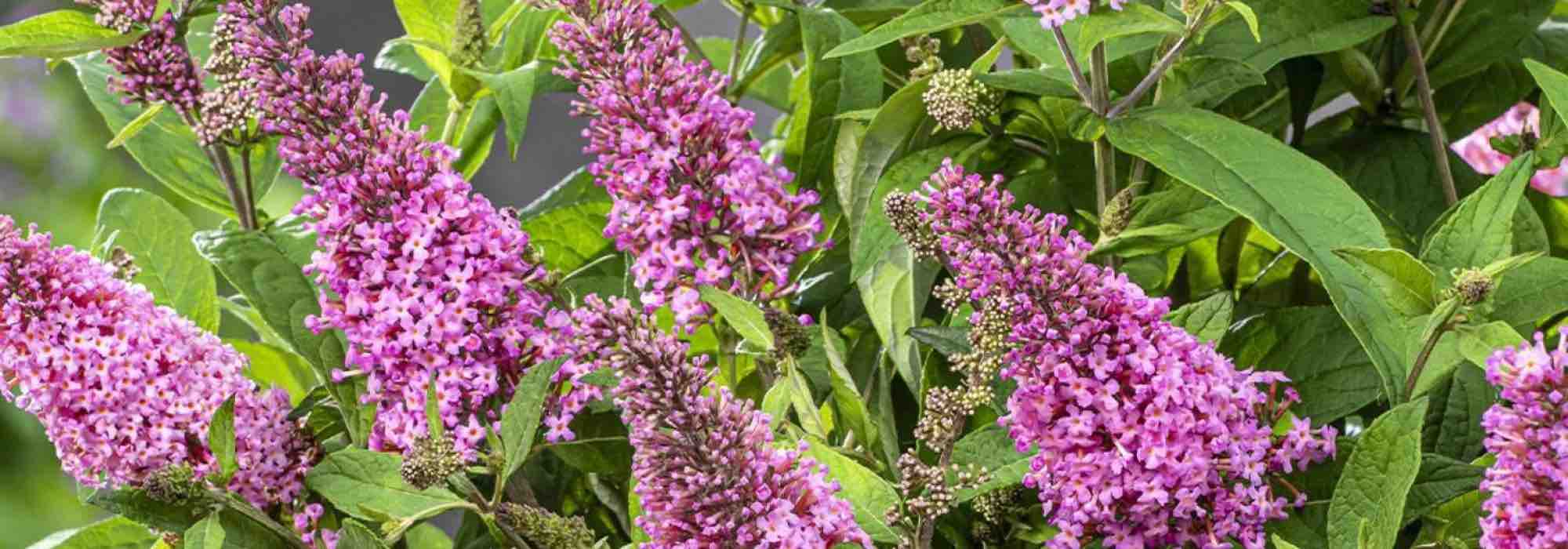 The best pink butterfly trees for the garden.