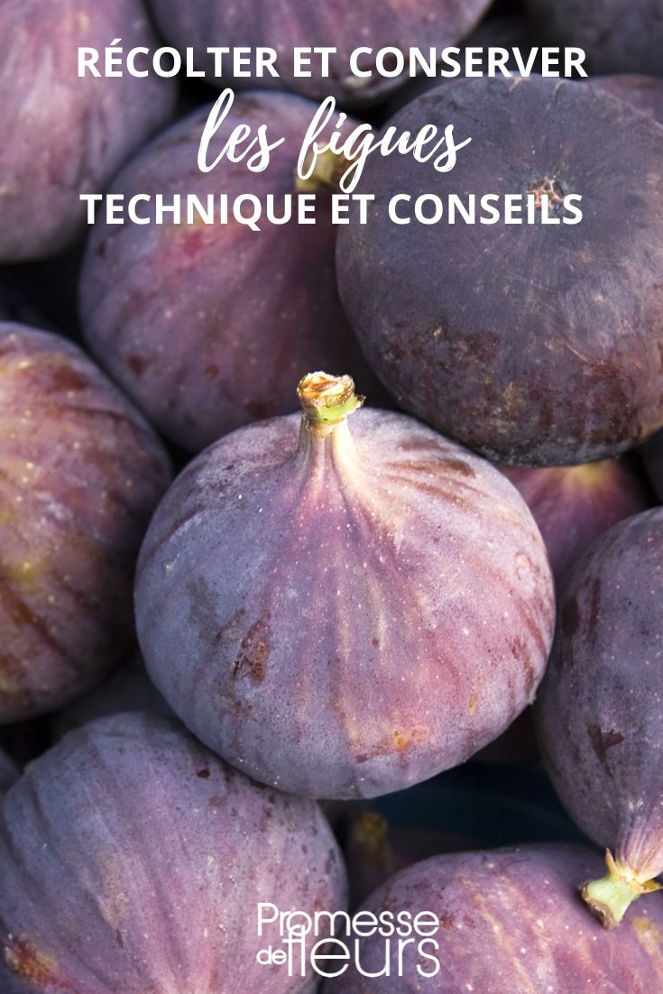 Figs Conservation and Harvest