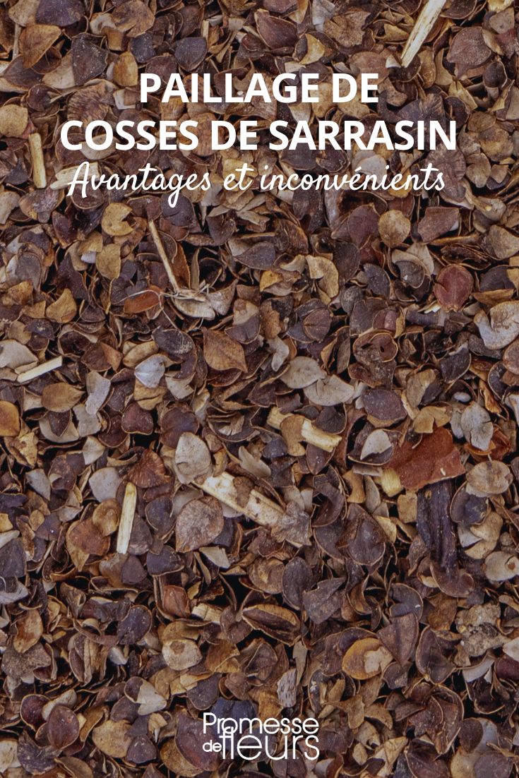 Buckwheat Hulls: Why Choose This Mulch in the Garden (2) buckwheat mulch