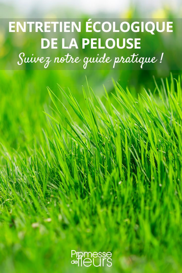 Maintaining Your Short Grass Meadow Naturally