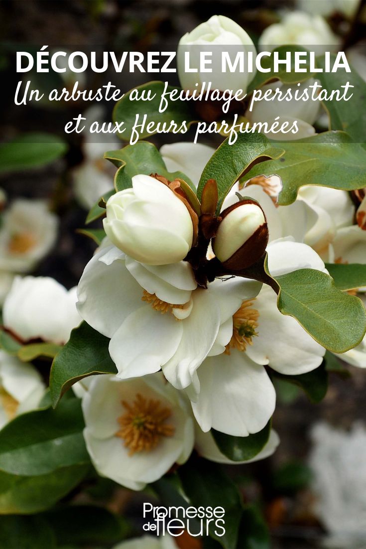 Michelia yunnanensis Gail's Favorite