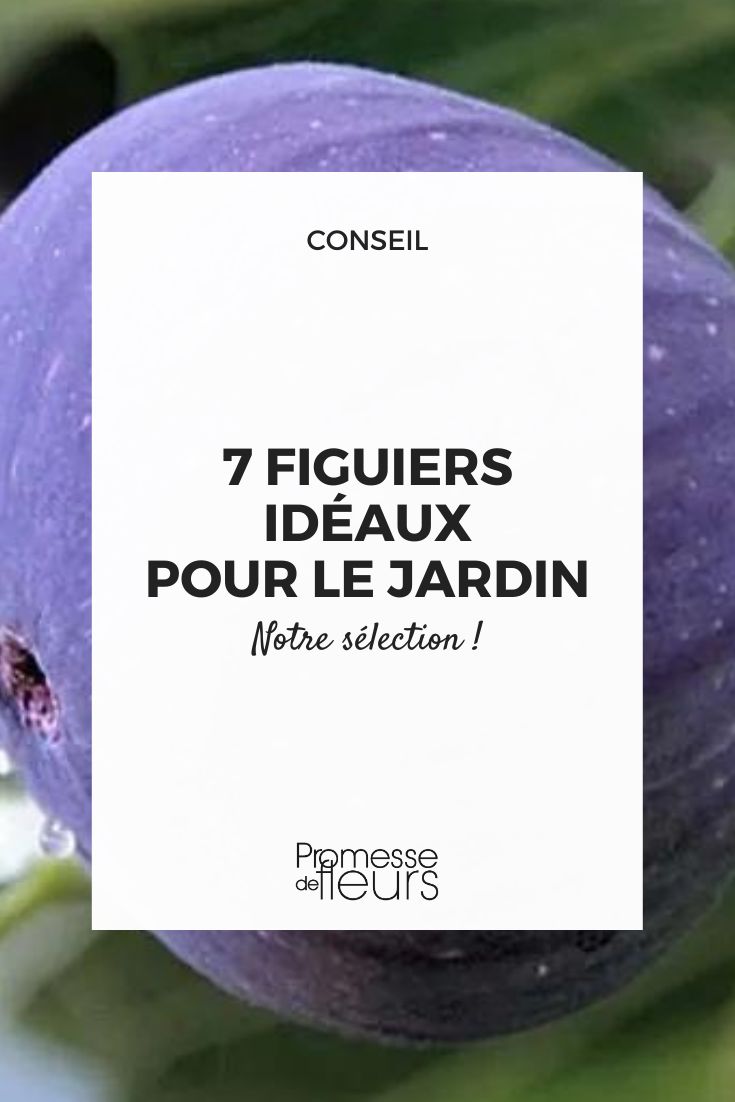 Watering the 'Ronde de Bordeaux' fig tree is essential for its proper growth and fruit production. This variety of fig tree requires regular watering, especially during dry periods, to ensure the soil remains consistently moist. It is recommended to water deeply, allowing the water to penetrate the root zone. Avoid overwatering, as this can lead to root rot. Additionally, mulching around the base of the tree can help retain moisture in the soil.