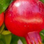 Fruit-bearing pomegranate: the best varieties