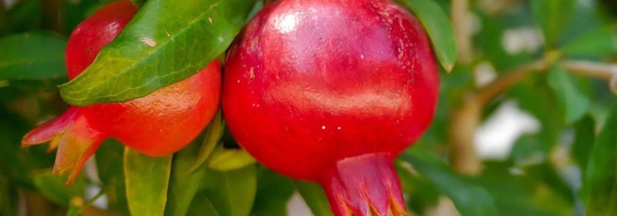 Fruit-bearing pomegranate: the best varieties