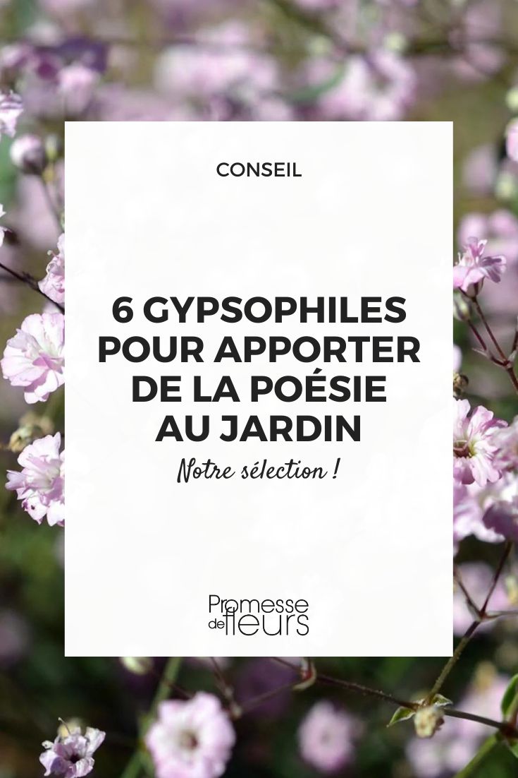 Gypsophila paniculata Festival® 'Pink Lady'