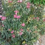 5 pink-flowered oleanders for an elegant garden