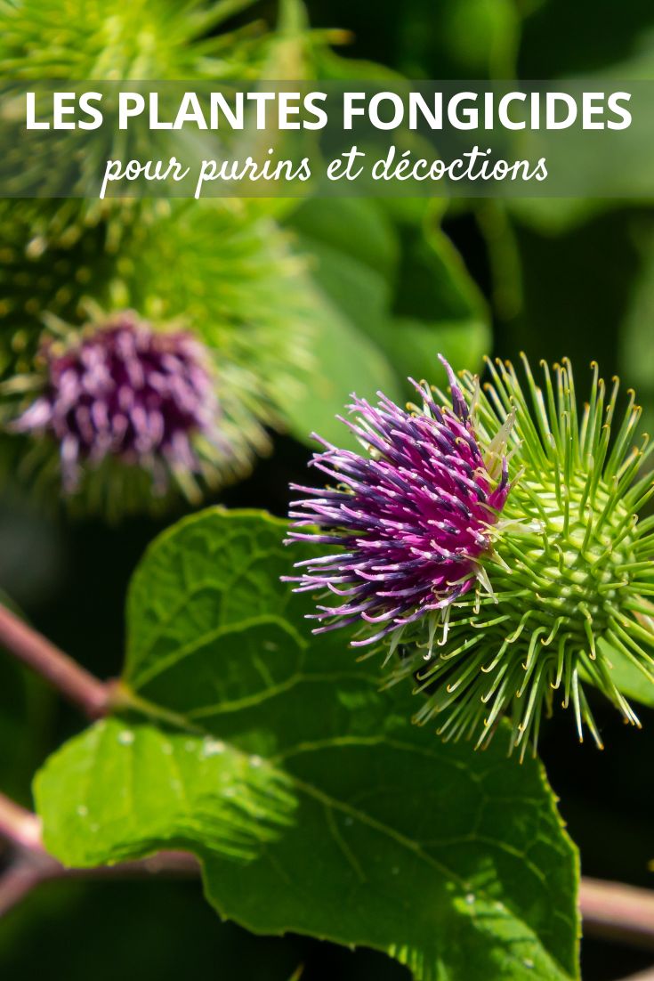 Natural fungicides to use in liquid manure and decoction Burdock Arctium lappa