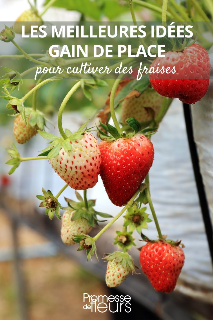 The best space-saving ideas for growing strawberries Strawberries and Small Spaces