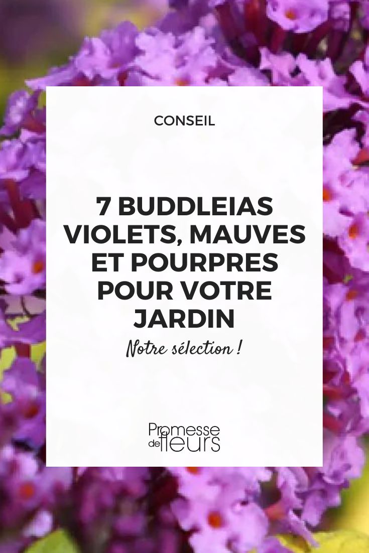 Buddleja davidii ‘Moonshine’