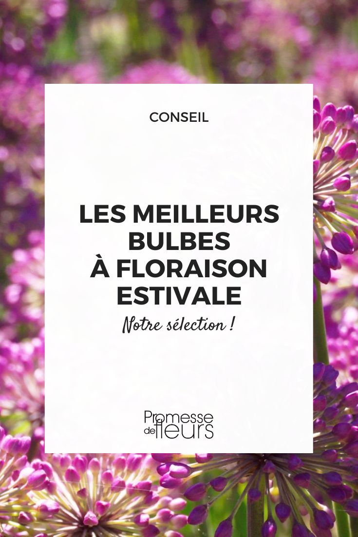 Lavender Bubbles Ornamental Garlic