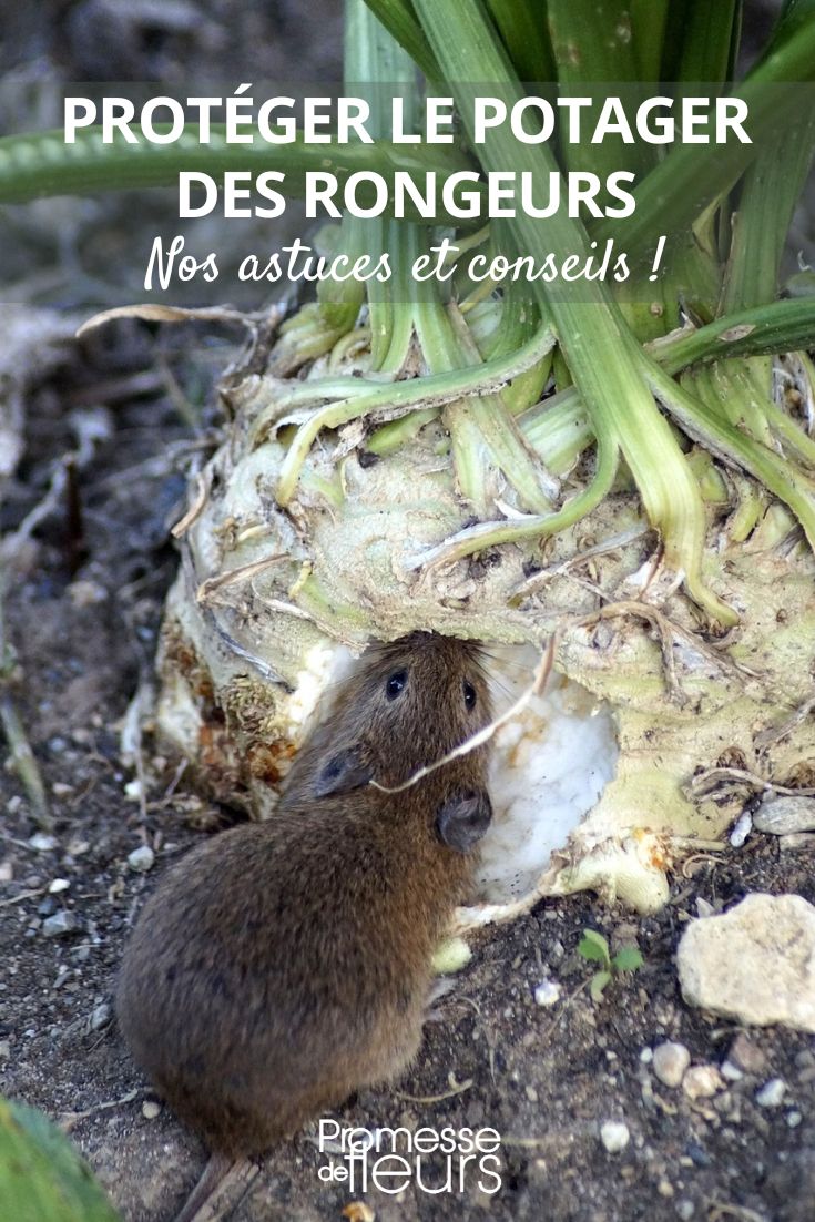 mice and voles in the vegetable garden