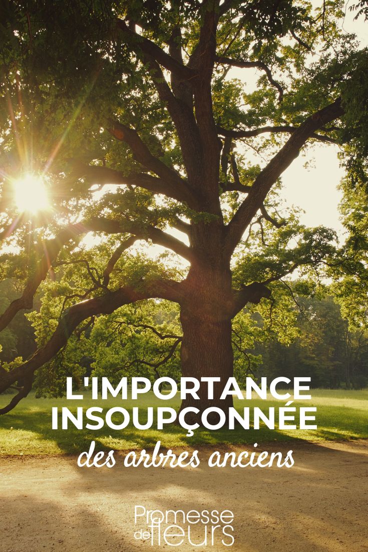 Why Choose Old Trees? The Unforeseen Importance of Mature Trees Old Trees: Beneficial for the Garden