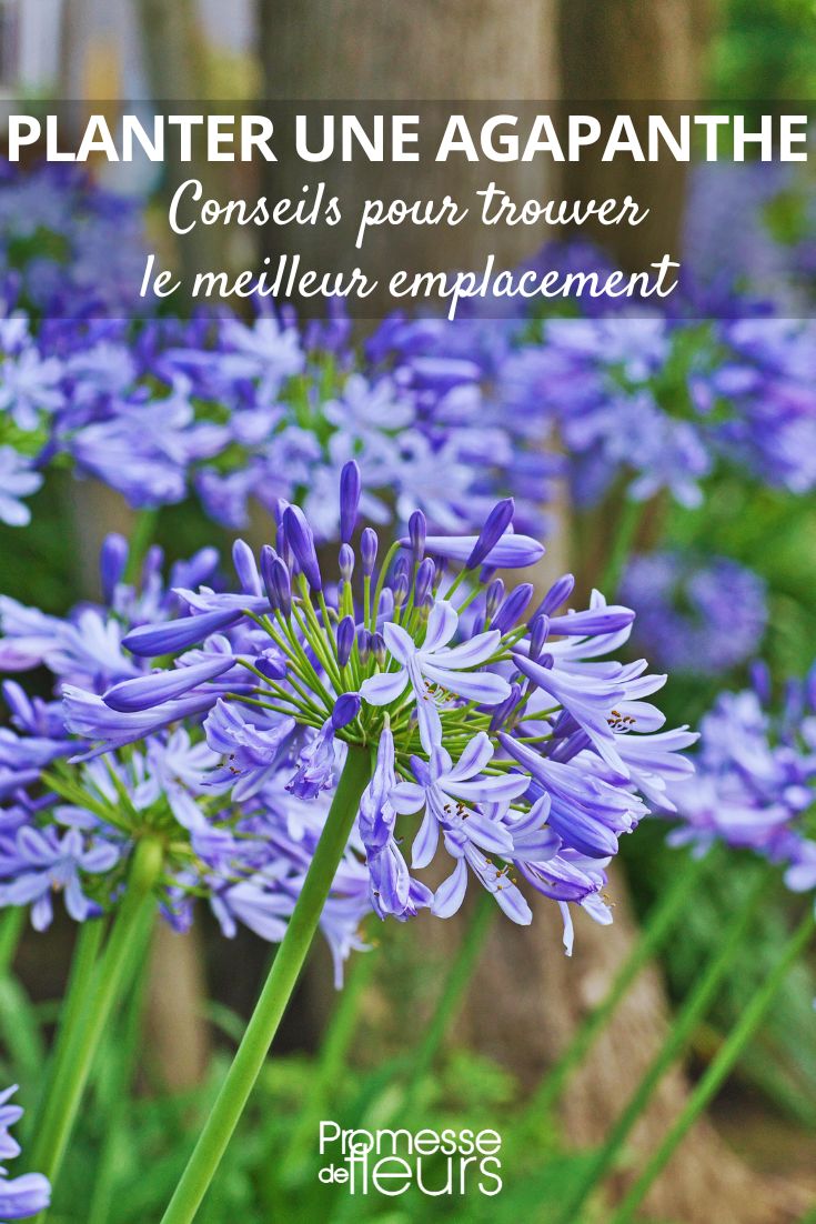 Choosing the location to plant a **young plant**