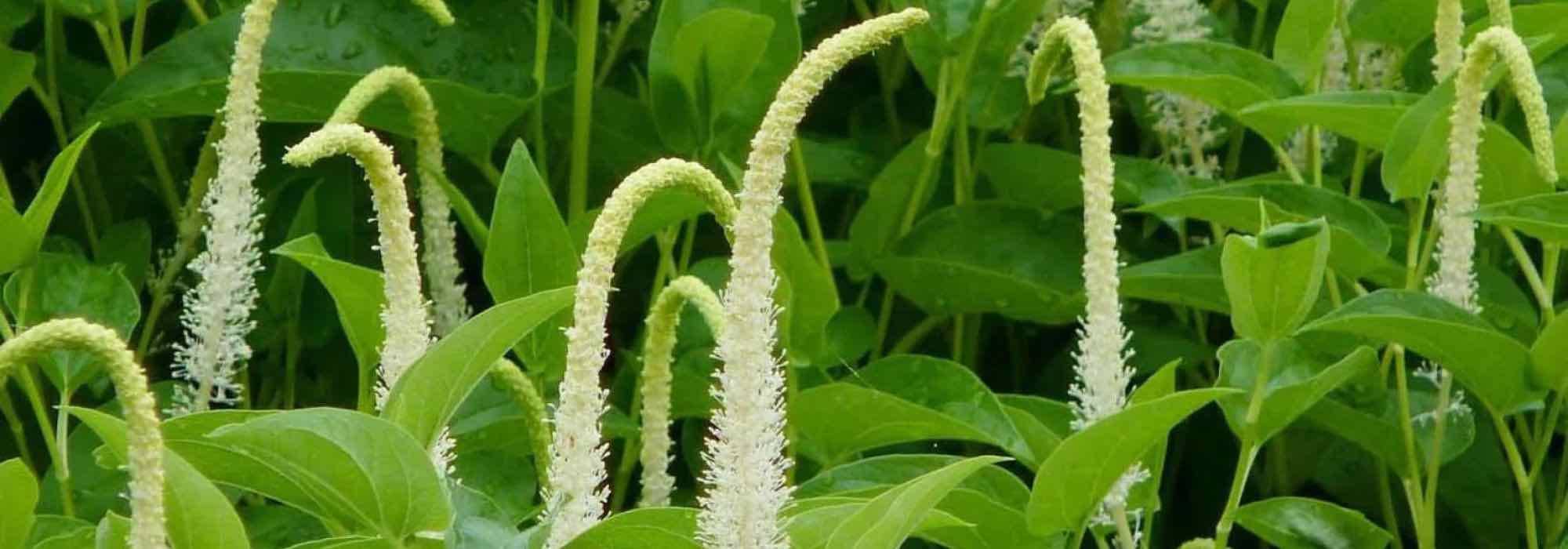 Garden pond: which aquatic plants to choose for partial shade?