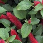 7 Exotic summer-flowering shrubs