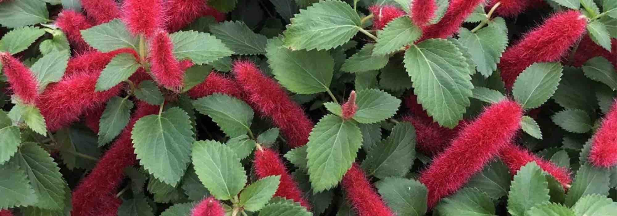 7 Exotic summer-flowering shrubs